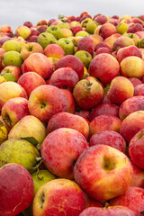 Massive Pile of Freshly Harvested Apples. Abundance of Red Apples in the garden. 