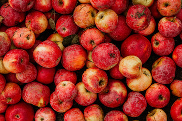 Massive Pile of Freshly Harvested Apples. Abundance of Red Apples in the garden. 