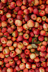 Massive Pile of Freshly Harvested Apples. Abundance of Red Apples in the garden. 