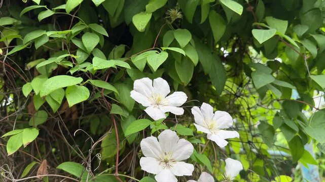 White clematis vine blooming in summer garden with green leaves