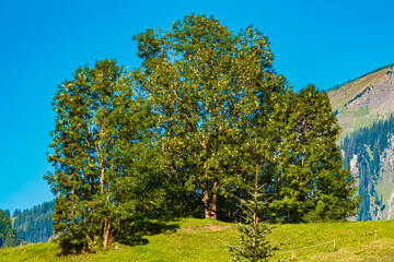 Alpine summer view near Schoppernau, Bregenz, Vorarlberg, Austria