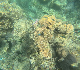 snorkeling on Karimunjawa Island