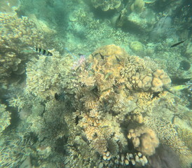snorkeling on Karimunjawa Island