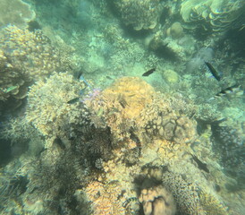 snorkeling on Karimunjawa Island