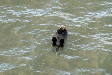 北海道　げっ歯類　ラッコ　海獺　らっこ　猟虎　野生　海
