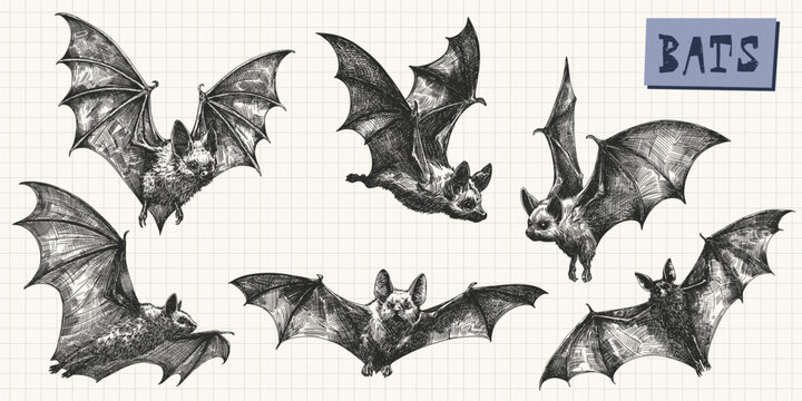 bats set various flying poses collection wing anatomy and fur texture hand drawn sketch illustration trendy poster template design on cell background
