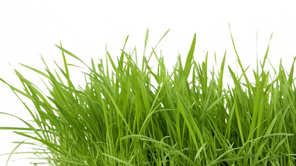 Lush green grass growing abundantly isolated on transparent background