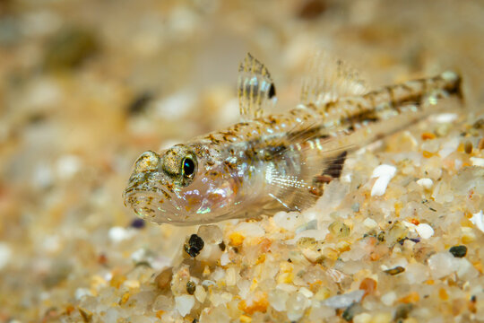 Pomatoschistus Goby on Sandy Seabed in Mediterranean Sea - Small Bottom Dwelling Fish in Costa Brava Spain Underwater Macro, Grundel