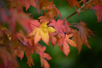 red, orange and yellow autumn colors on leaves