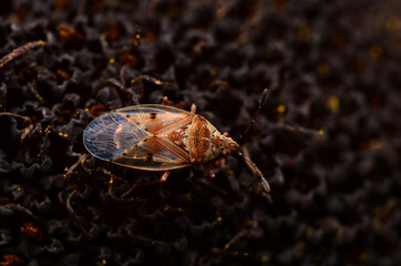 Patterned Bug Macro Transparent Wings Textured Contrast Insect