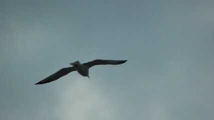 Seagull flying sky close up bird glides gracefully soaring above during dark overcast stormy weather.