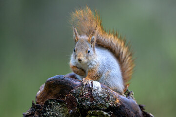 Obraz premium Cute Red Squirrel (Sciurus vulgaris) in forest