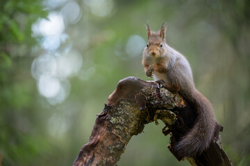 Fototapeta premium Cute Red Squirrel (Sciurus vulgaris) in forest