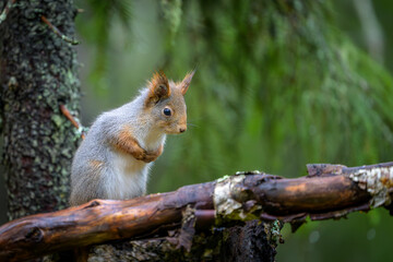 Cute Red Squirrel (Sciurus vulgaris) in forest