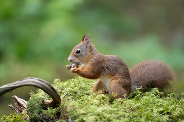 Cute Red Squirrel (Sciurus vulgaris) in forest
