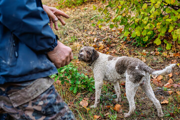 2025-10-21 OSCAR THE LAGOTTO ROMAGNOLO TRUFFLE DOG STANDING IN A LUSH LEAF COVERED FIELD LOOKING AT HIS OWNER IN ZOCCO ITALY