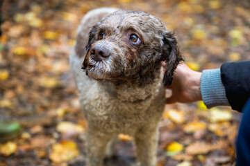 2025-10-21 A LAGOTTO ROMAGNOLO TRUFFLE DOG LOOKING UP WITH BRIGHT EYES GETTING PETTED IN ZOCCO ITALY IN THE TUSCANY REGION