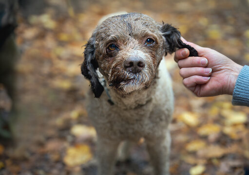 2025-10-21 A TWO TONED LAGATTO ROMAGNOLO TRUFFLE DOG LOOKING STRAIGHT INTO THE CAMERA WITH BRIGHT EYES AND A BLURRED BACKGROUND IN ZOCCA ITALY