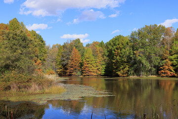 Coniferous and deciduous trees displaying autumn colors, along a small lake bordered by reeds and grasses.