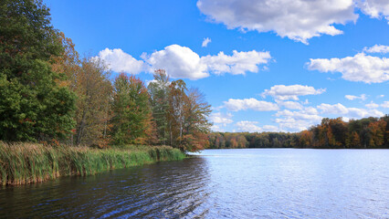 Trees and reeds on the shore of Stanfield Lake in early autumn with clouds in a blue sky