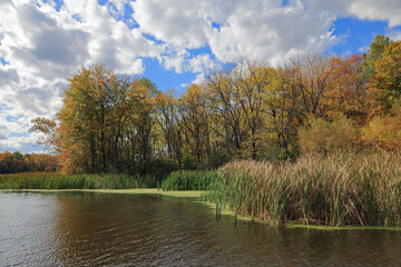 Trees and reeds on the shore of Stanfield Lake in early autumn with clouds in a blue sky