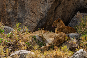 Serengeti National Park, Tanzania: Lioness and Cub Resting on Kopje Rocks