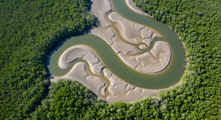 Winding river flowing through a lush mangrove forest at low tide. Environmental conservation and natural ecosystems. Aerial view of a meander in a green forest with exposed mudflats