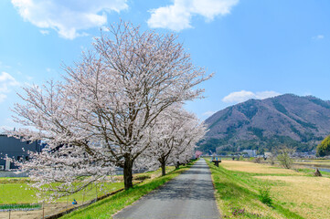 満開に咲いている桜並木のとても美しい春の風景A very beautiful spring landscape of cherry blossom trees that can be seen in Japan