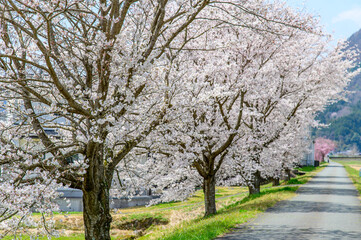 Obraz premium 満開に咲いている桜並木のとても美しい春の風景A very beautiful spring landscape of cherry blossom trees that can be seen in Japan