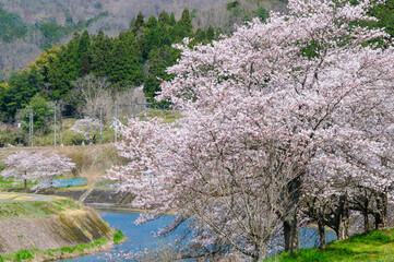満開に咲いている桜並木のとても美しい春の風景A very beautiful spring landscape...