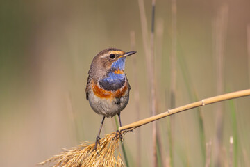Bluethroat standing on reed