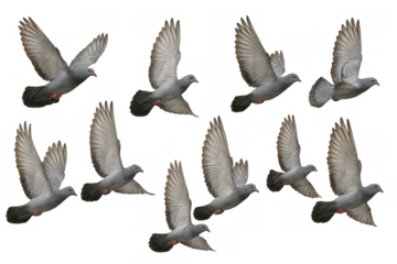 Pigeons flying in sequence animation looping, flock of birds taking off with wings flapping isolated on transparent background