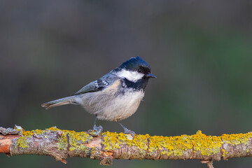 Coal Tit standing sideways on the al