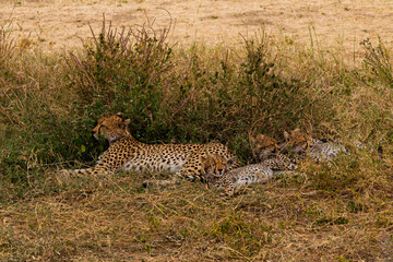 Serengeti National Park, Tanzania: A Cheetah Mother Rests with Her Three Cubs in the African Savannah.