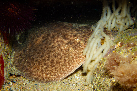 Torpedo Marmorata Marbled Electric Ray with Squid Eggs in Mediterranean Sea - Costa Brava Spain Underwater Night Dive
