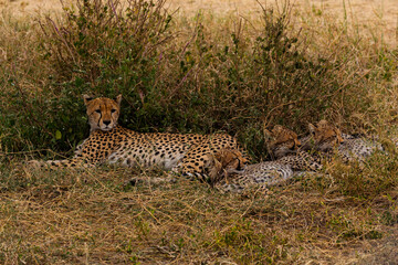 Serengeti National Park, Tanzania: Cheetah Mother and Cubs Resting in the Savannah.