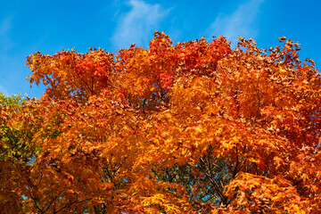 Autumnal sunny day. Seasonal leaves on tree. Natural autumn leaves. Autumn beauty of nature. Fall season nature. Fall leaves of yellow tree. Autumn tree. Nature in fall season. Autumn breeze