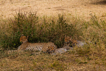 Serengeti National Park, Tanzania: Cheetah Mother and Cubs Resting in the Savannah Grass