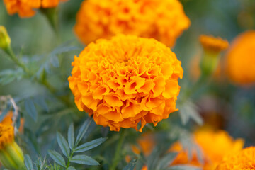Yellow marigold flower. Tagetes flower in summer. Beautiful yellow marigold bloom in nature. Composition of nature. Summer blooming flower. Blooming flower yellow color