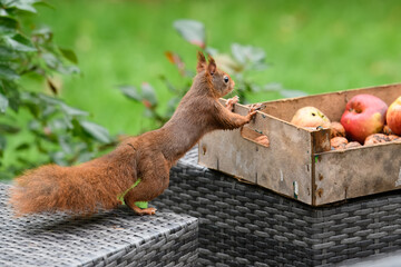 &Eacute;cureuil noix