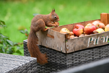 &Eacute;cureuil noix