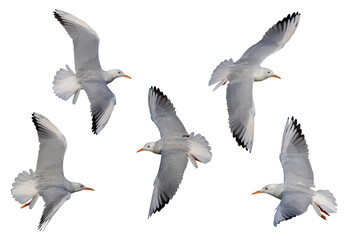 Collage of five Slender-billed Gulls isolated on transparent background png file