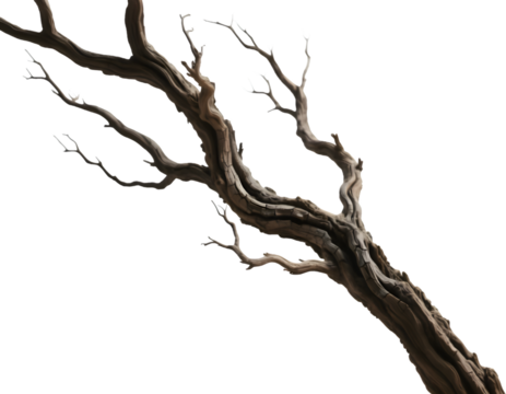 an old dry branch