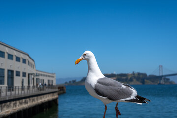 Seagull resting on a wooden railing with Oakland Bay Bridge behind