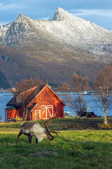 Fototapete bei efototapeten.de bestellen   