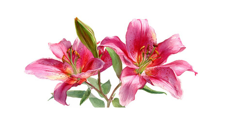 Vibrant pink lilies blooming on a white background with green stems and leaves © DARK TRUST