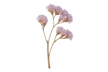 Dried pink limonium flower sprig on transparent background, delicate botanical element for decorative design