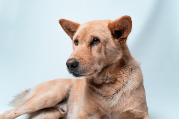 Obraz premium A beautiful studio portrait of an alert, light brown mixed-breed dog. The dog is lying down and looking away with an intelligent expression. Isolated on a clean white background. Concept for pet care.