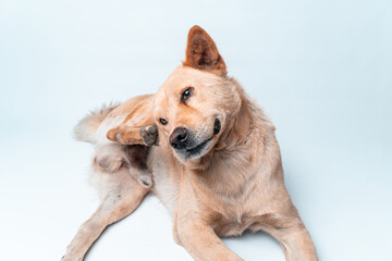 A cute brown mixed-breed dog scratches its itchy ear with its paw. Isolated on a white background. Concept for pet health, allergies, fleas, or veterinary care. © Ryan
