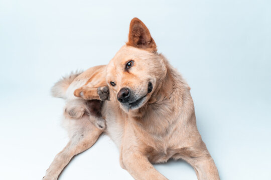 A cute brown mixed-breed dog scratches its itchy ear with its paw. Isolated on a white background. Concept for pet health, allergies, fleas, or veterinary care.